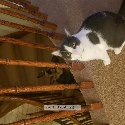 Photo 1/1 Cat reunited Lost in Mississauga