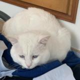 Picture of cat lost at Aulnay Sous Bois