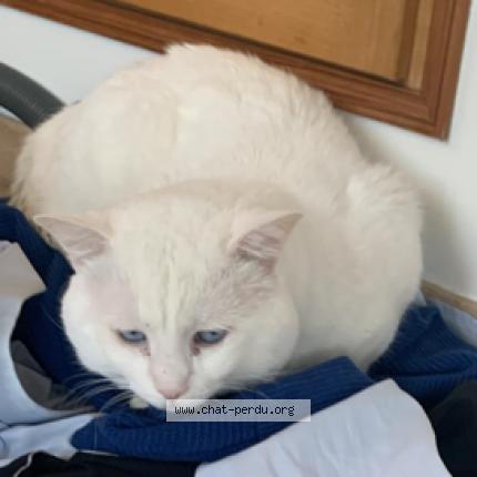 Photo 1/1 Pissig Chat lost in Aulnay sous bois