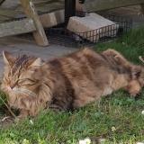 Picture of cat lost at Pau