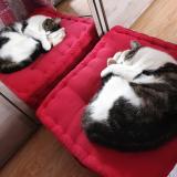 Picture of cat lost at Ingersheim