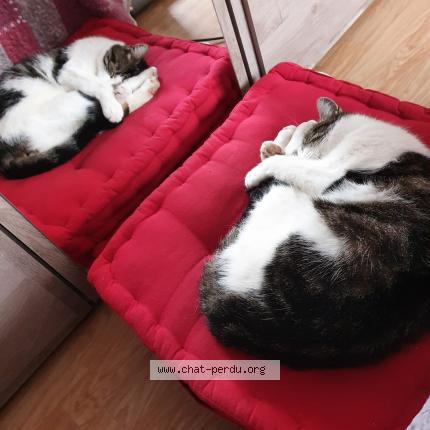 Photo 1/2 Cat reunited Lost in Ingersheim