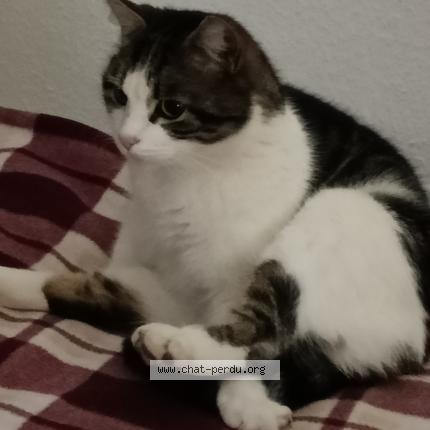 Photo 2/2 Cat reunited Lost in Ingersheim