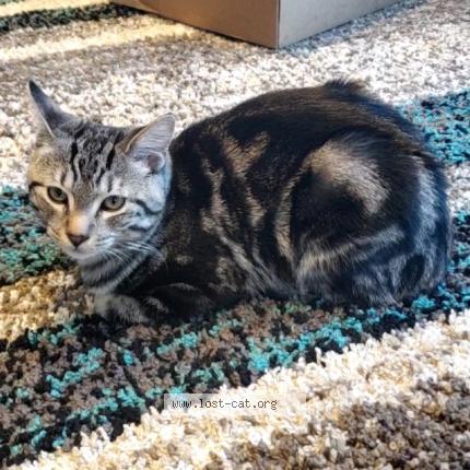 Photo 1/1 Cat reunited Lost in Stony mountain