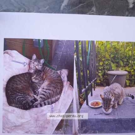 Foto 1/1 Kat teruggevonden Vermist in Bruxelles