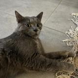 Picture of cat found at Romainville