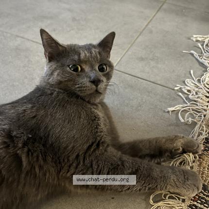 Photo 1/1 Cat reunited Found in Romainville