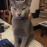 Picture of cat lost at Blet