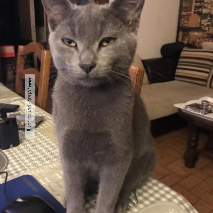 Photo 1/1 Cat reunited Lost in Blet