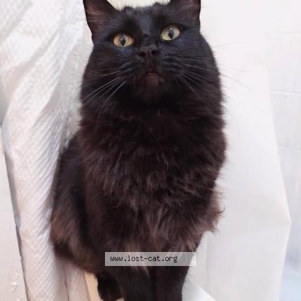 Picture of cat lost at Los Angeles