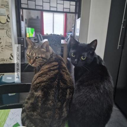 Foto 1/1 Kat teruggevonden Vermist in Soignies