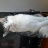 Picture of cat lost at Nancy