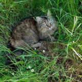 Picture of cat lost at Bougligny