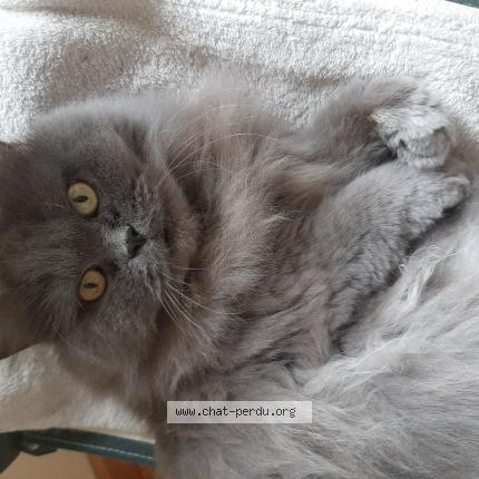 Foto 1/1 Kat teruggevonden Vermist in Braine L Alleud