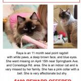 Picture of cat lost at Woodstock