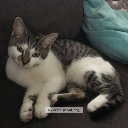 Foto van vermiste kat in Mont Saint Guibert