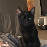 Picture of cat lost at Cherbourg En Cotentin