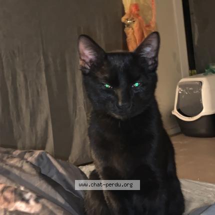 Photo 1/1 Cat reunited Lost in Cherbourg en cotentin