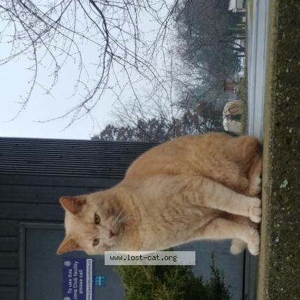 Photo 1/1 Cat reunited Lost in Port dover