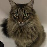 Picture of cat lost at Saint Andre De Cubzac