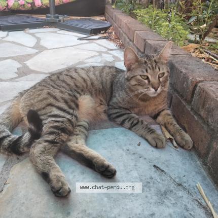 Photo 1/1 Cat reunited Lost in Aulnay sous bois