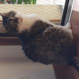 Picture of cat lost at Moulay