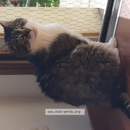 Photo 1/1 Cat reunited Lost in Moulay