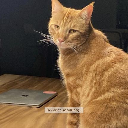 Foto 1/1 Kat teruggevonden Vermist in Vellereille Les Brayeux