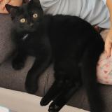 Picture of cat lost at Bievres