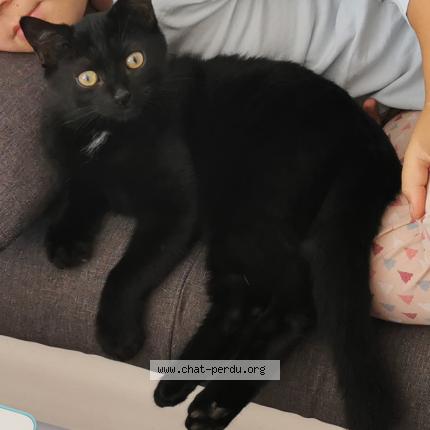 Photo 1/1 Cat reunited Lost in Bievres