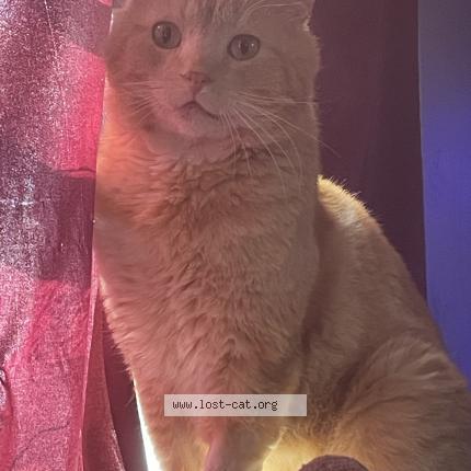 Photo 1/1 Reunited cat Lost in Wichita