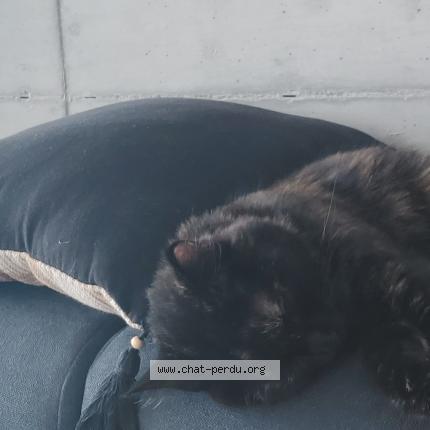 Foto einer verlorenen Katze in Grimisuat