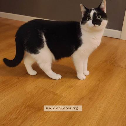 Foto 1/1 Kat teruggevonden Vermist in Belgrade