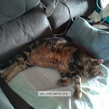 Photo 1/1 Nounou Chat lost in Notre dame de bondeville