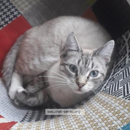 Foto van vermiste kat in Stree