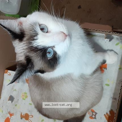 Photo 1/1 Reunited cat Lost in Etna