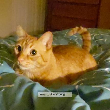 Photo 1/1 Reunited cat Lost in Belmont
