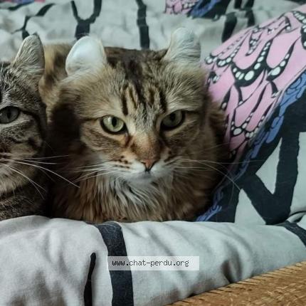 Foto 1/1 Kat teruggevonden Vermist in Bruxelles