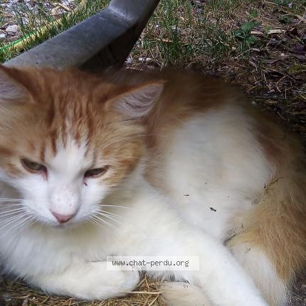 Photo 1/1 Sandrine Jocteur Monrozier Chat lost in Varces allieres et risset