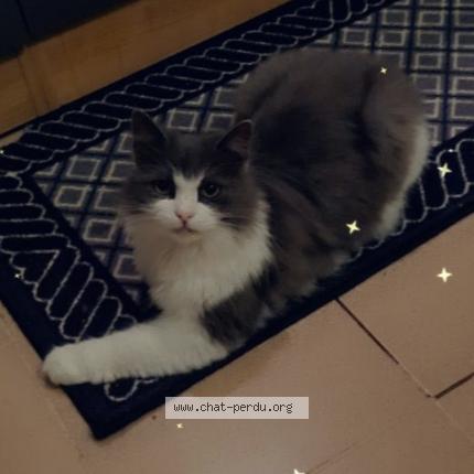 Foto van vermiste kat in Beyne Heusay