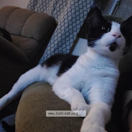 Photo 1/1 Reunited cat Lost in Henderson