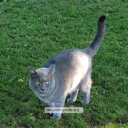 Photo 1/1 Reunited cat Lost in Bourg De Peage
