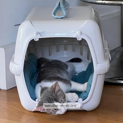 Foto einer verlorenen Katze in Chene Bougeries