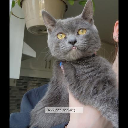 Photo 1/1 Cat reunited Lost in Scarborough