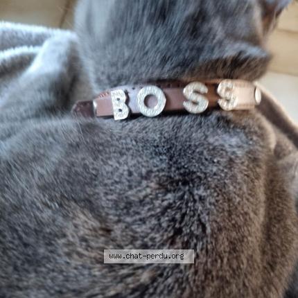 Foto van vermiste kat in Manage