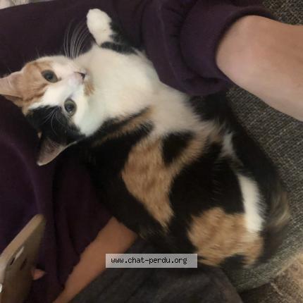 Foto 1/1 Kat teruggevonden Vermist in Ophain Bois Seigneur Issac