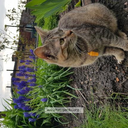 Foto van vermiste kat in Liege