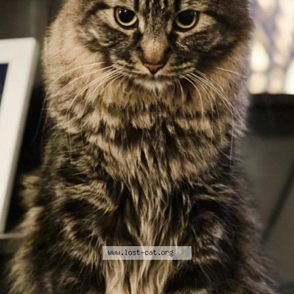 Photo 1/1 Reunited cat Lost in Lincoln