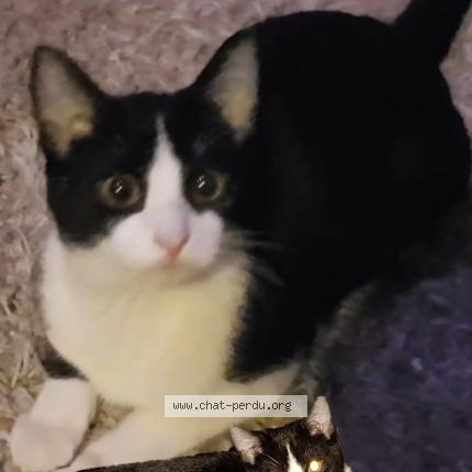 Foto 1/1 Kat teruggevonden Vermist in Liege