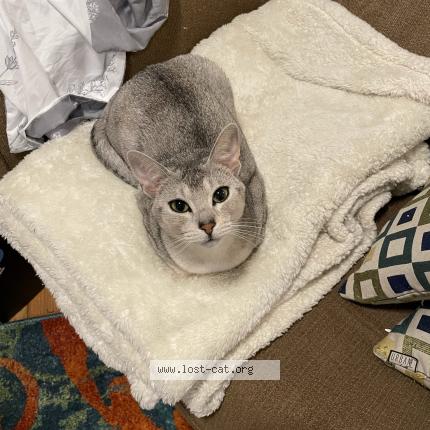 Photo 1/1 Cat reunited Lost in Rockwood